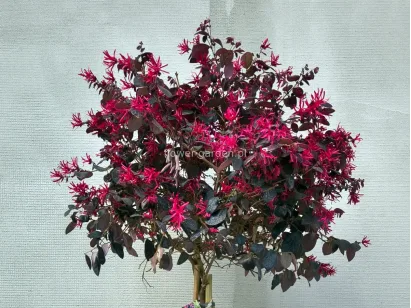 Loropetalum chińskie Black Pearl na pniu 100cm