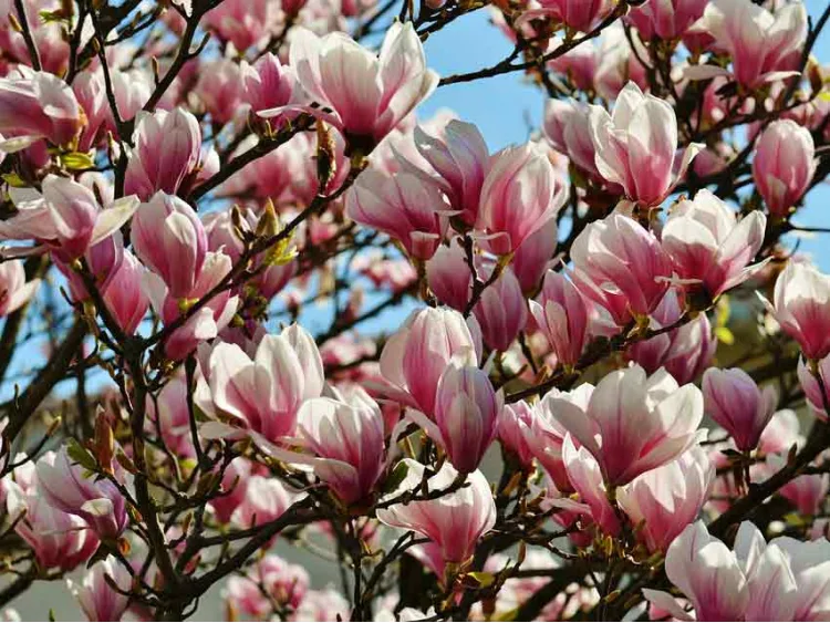 Magnolia Soulange'a Aleksandrina