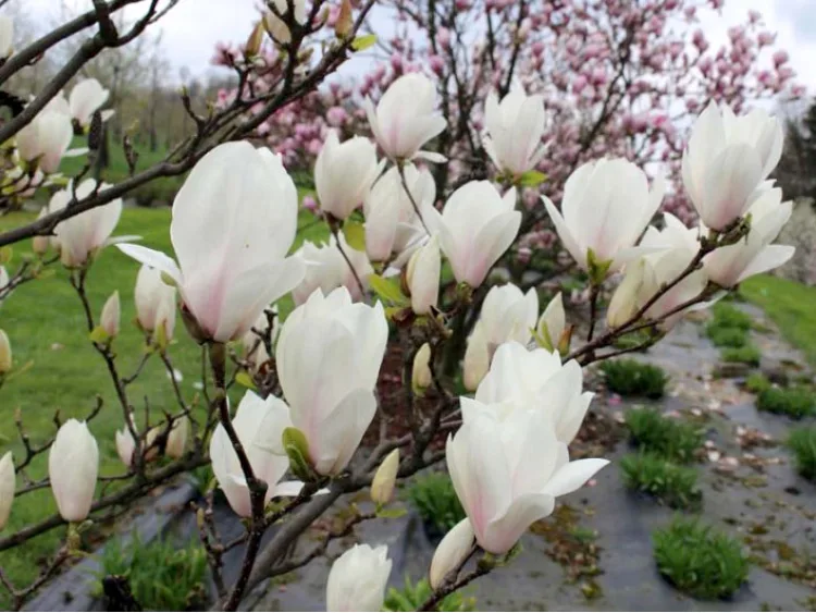 Magnolia Soulange'a Amabilis
