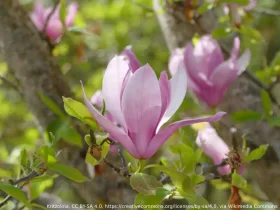 Magnolia Big Dude