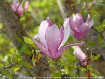 Magnolia Big Dude
