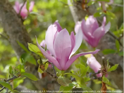 Magnolia Big Dude