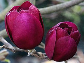 Magnolia Black Tulip ®