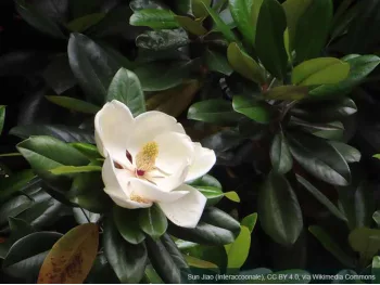 Magnolia wielkokwiatowa D.D. Blanchard