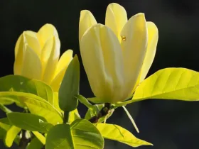 Magnolia brooklińska Elizabeth