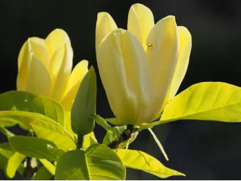 Magnolia brooklińska Elizabeth
