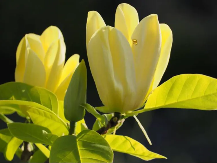 Magnolia brooklińska Elizabeth