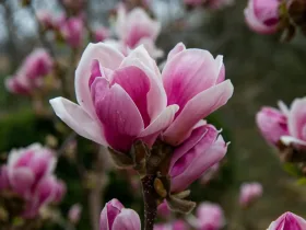 Magnolia Fragrant Cloud