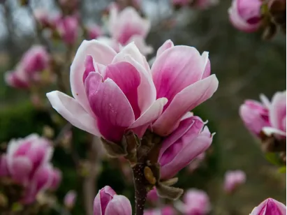 Magnolia Fragrant Cloud