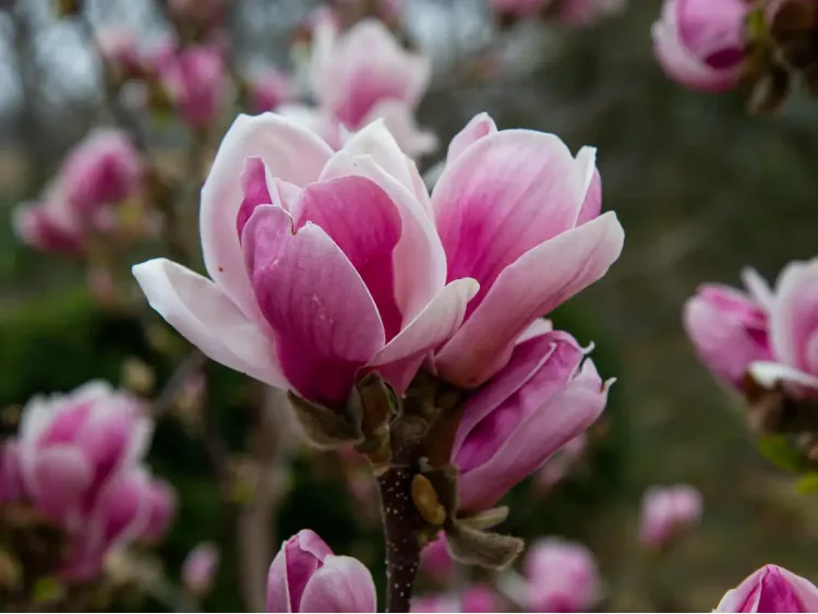 Magnolia Fragrant Cloud