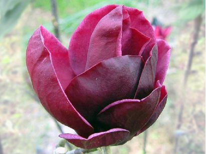 Magnolia Genie PBR 165cm