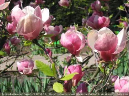 Magnolia Soulange'a Lennei