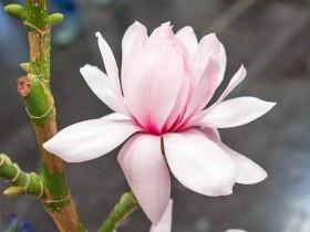 Magnolia Pink Beauty