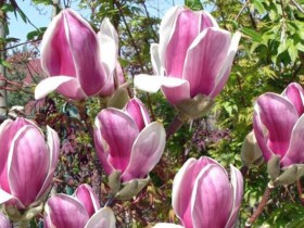 Magnolia Satisfaction