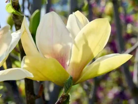 Magnolia Sunsation