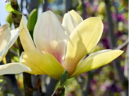 Magnolia Sunsation