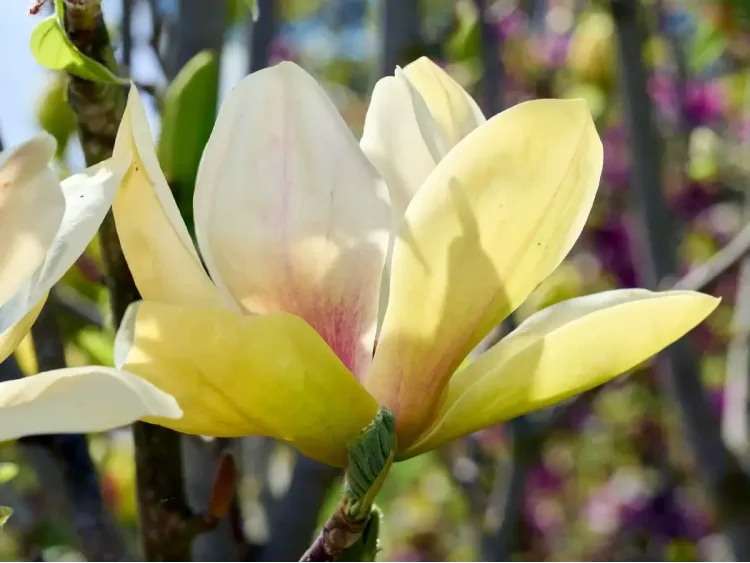 Magnolia Sunsation