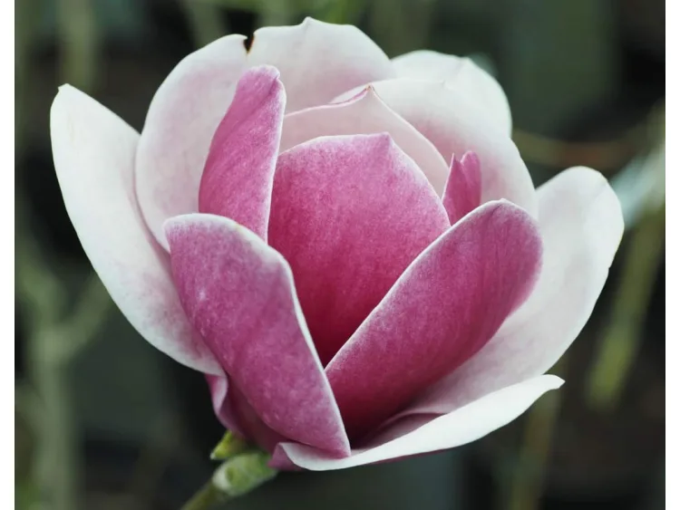 Magnolia Venus