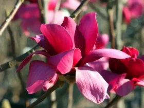 Magnolia Vulcan