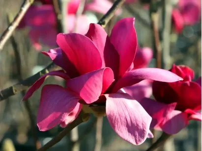 Magnolia Vulcan