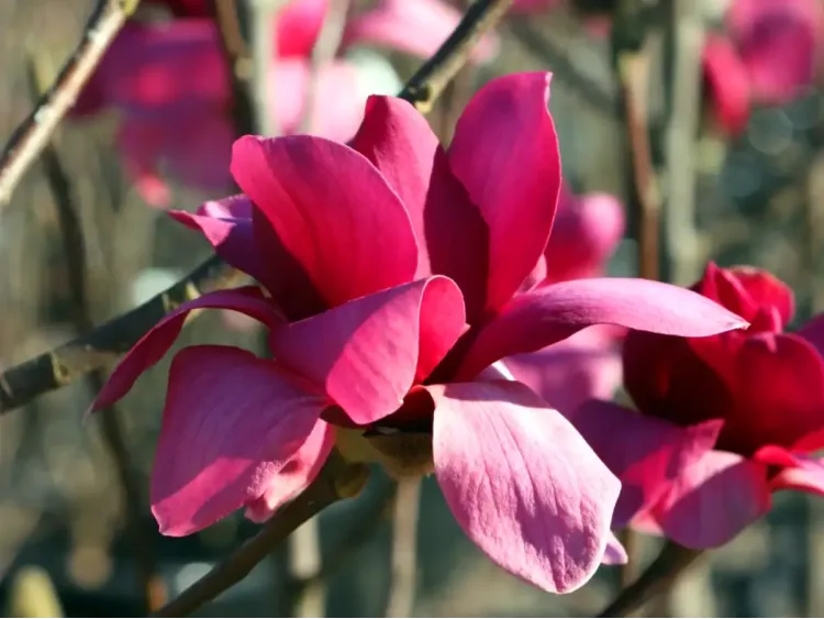 Magnolia Vulcan