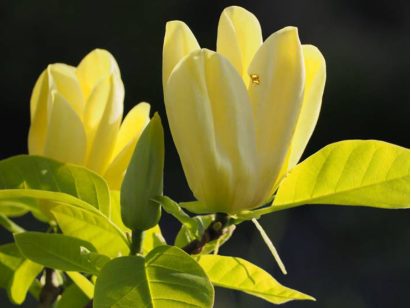 Magnolia brooklińska Yellow Bird