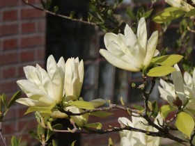 Magnolia naga Yellow River 