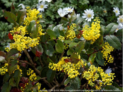 Mahonia pospolita Apollo