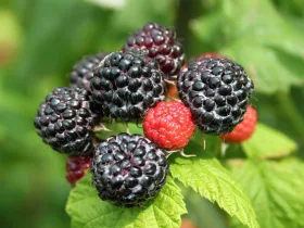 Black Raspberry Black Jewel