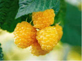 Raspberry Poranna Rosa