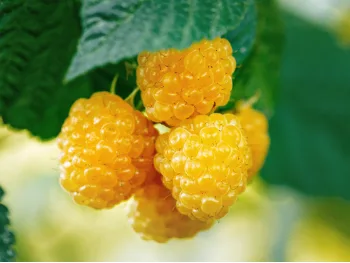 Raspberry Poranna Rosa