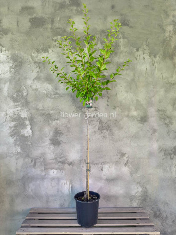 Migdałek trójklapowy na pniu 130-150cm
