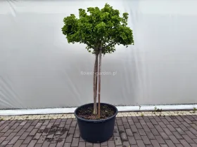 Miłorząb dwuklapowy Mariken na pniu 150cm