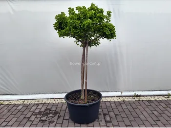 Miłorząb dwuklapowy Mariken na pniu 150cm