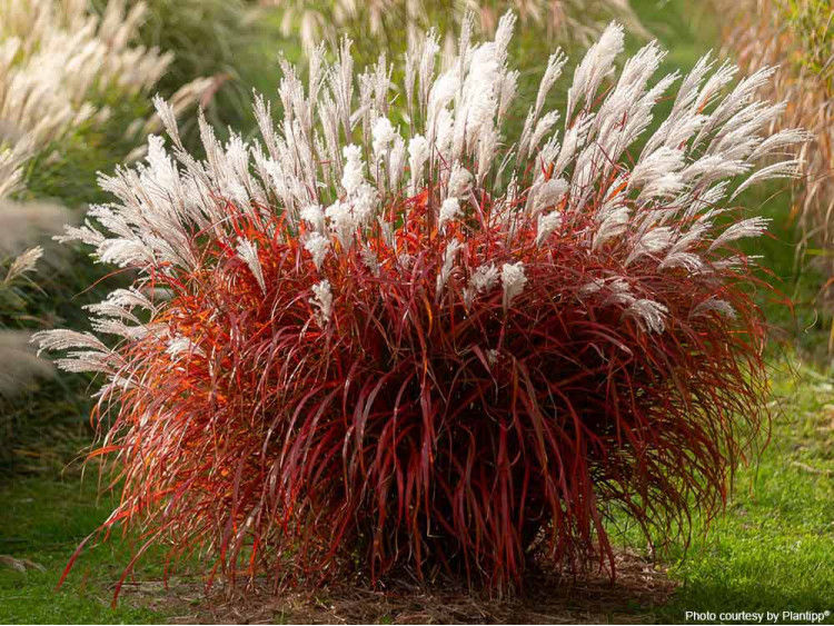 Miskant chiński Lady in Red PBR NOWOŚĆ