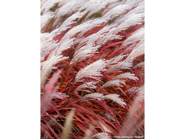 Miskant chiński Lady in Red PBR NOWOŚĆ