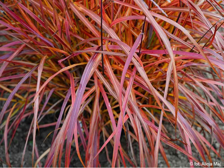 Miskant chiński Lady in Red PBR NOWOŚĆ