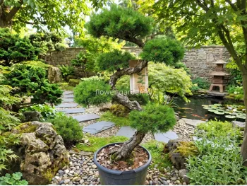 Modrzew japoński formowany bonsai 100cm