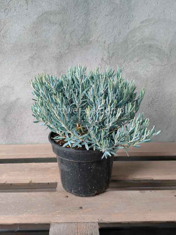 Modrzewnica pospolita Blue Lagoon