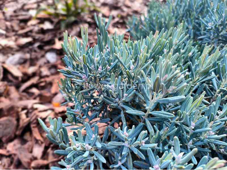 Modrzewnica pospolita Blue Lagoon