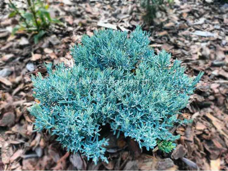 Modrzewnica pospolita Blue Lagoon