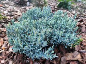 Modrzewnica pospolita Blue Lagoon