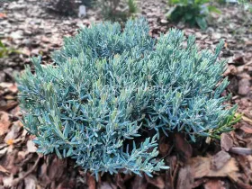 Modrzewnica pospolita Blue Lagoon