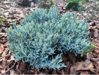 Modrzewnica pospolita Blue Lagoon
