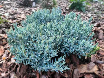 Modrzewnica pospolita Blue Lagoon