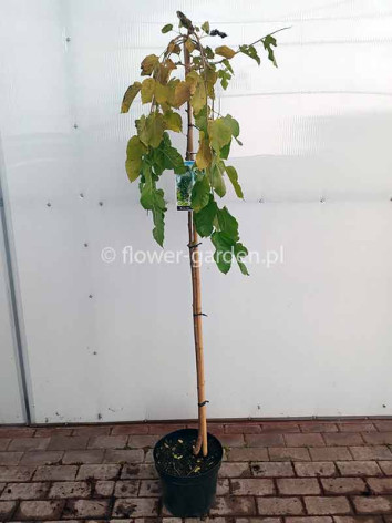 Morwa biała Pendula