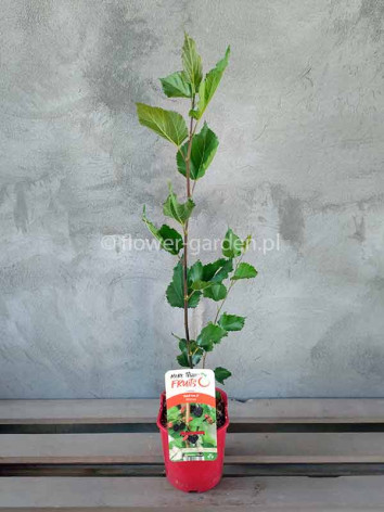 Morwa Red No.2