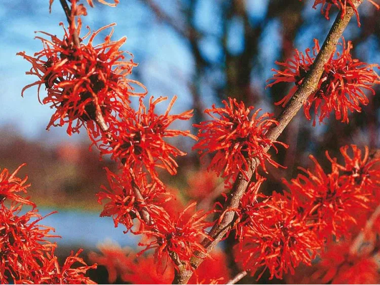 Hamamelis intermedia Diane