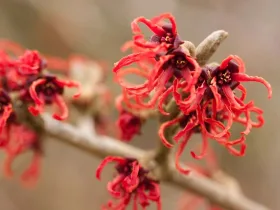 Hamamelis intermedia Rubin