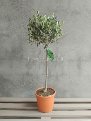 Oliwka europejska na pniu 100cm drzewko oliwne